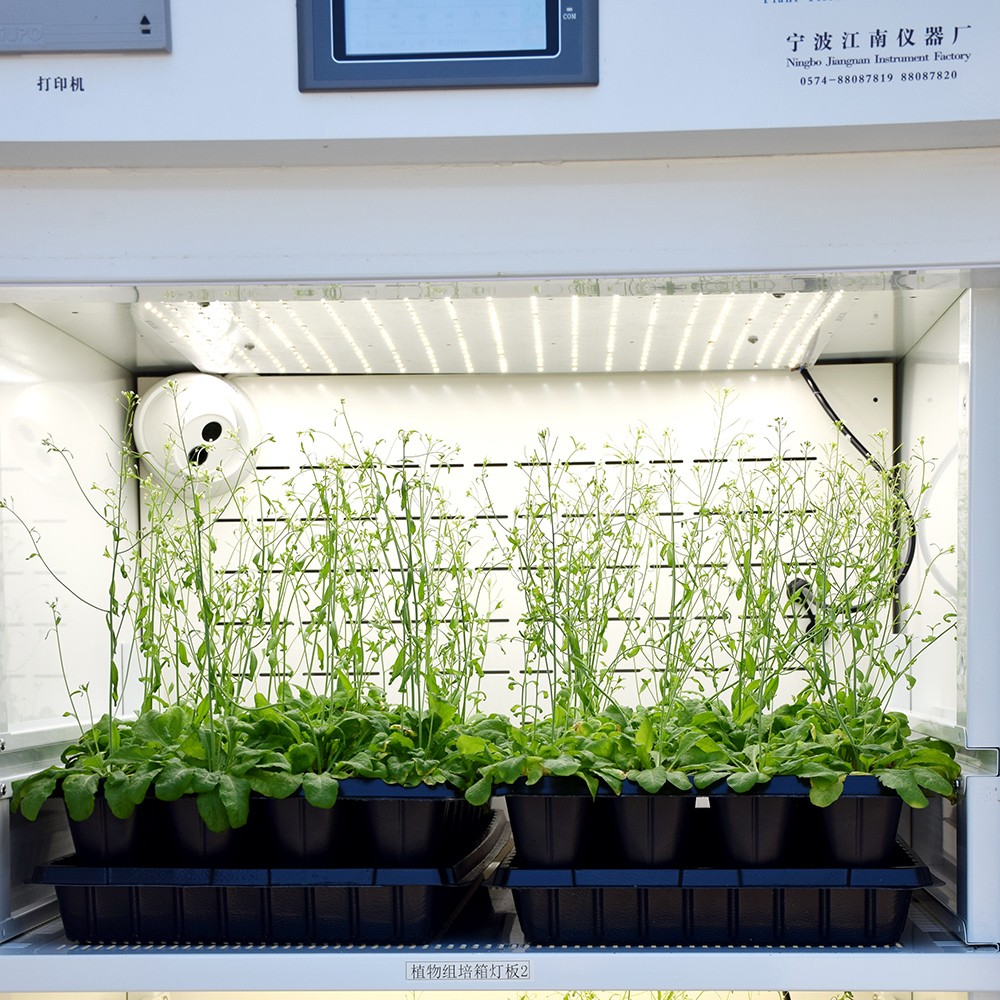 寧波江南儀器廠_人工氣候培養箱,光照培養箱,植物生長培養類箱體 寧波江南儀器廠_人工氣候培養箱,光照培養箱,植物生長培養類箱體