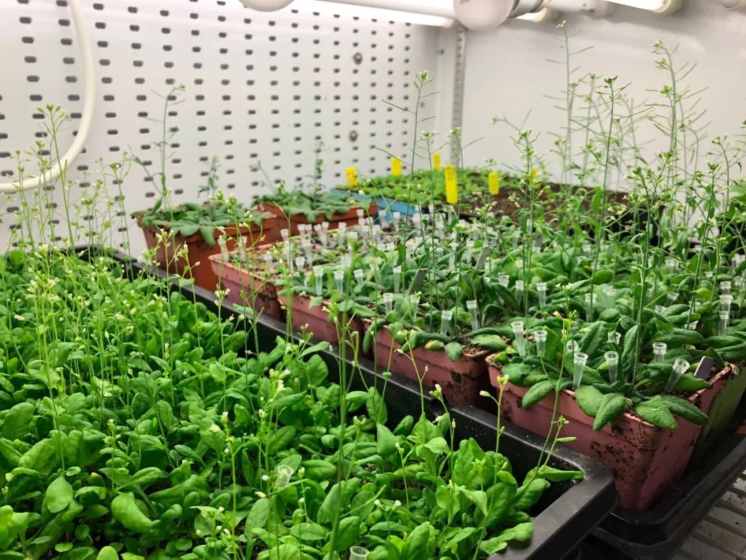 寧波江南儀器廠_人工氣候培養箱,光照培養箱,植物生長培養類箱體 寧波江南儀器廠_人工氣候培養箱,光照培養箱,植物生長培養類箱體