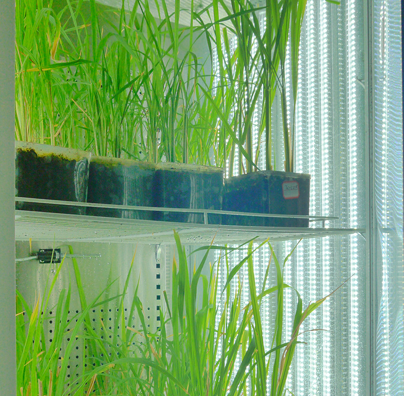 寧波江南儀器廠_人工氣候培養箱,光照培養箱,植物生長培養類箱體 寧波江南儀器廠_人工氣候培養箱,光照培養箱,植物生長培養類箱體